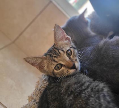 Enlarge Emma, a Adoptable mixed breed in Farmers Branch, TX image 2/2