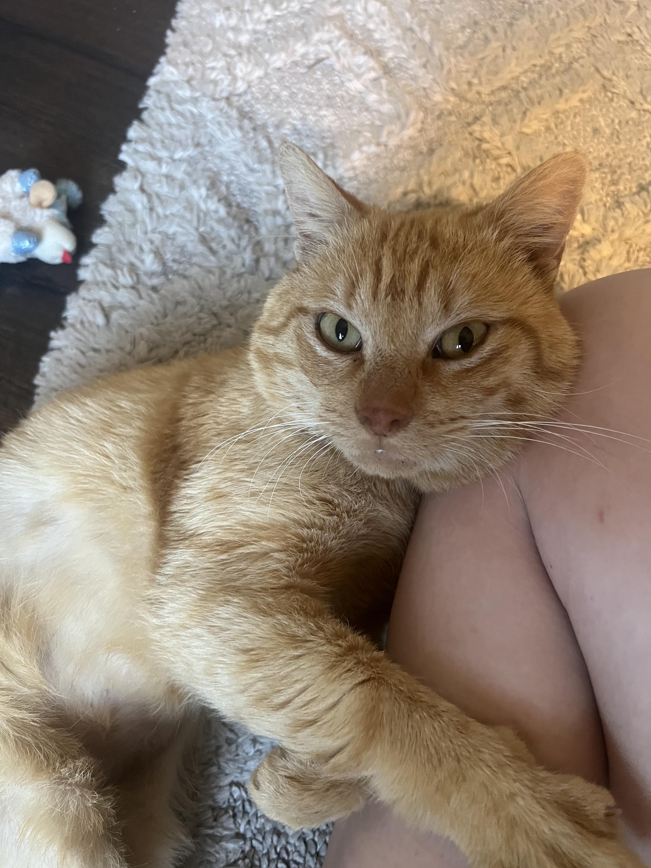 Charles, a ADOPTABLE Domestic Short Hair in Houston, TX image 3/6