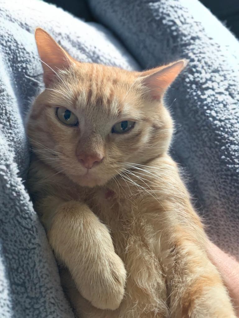 Charles, ADOPTABLE, Young Male Domestic Short Hair.