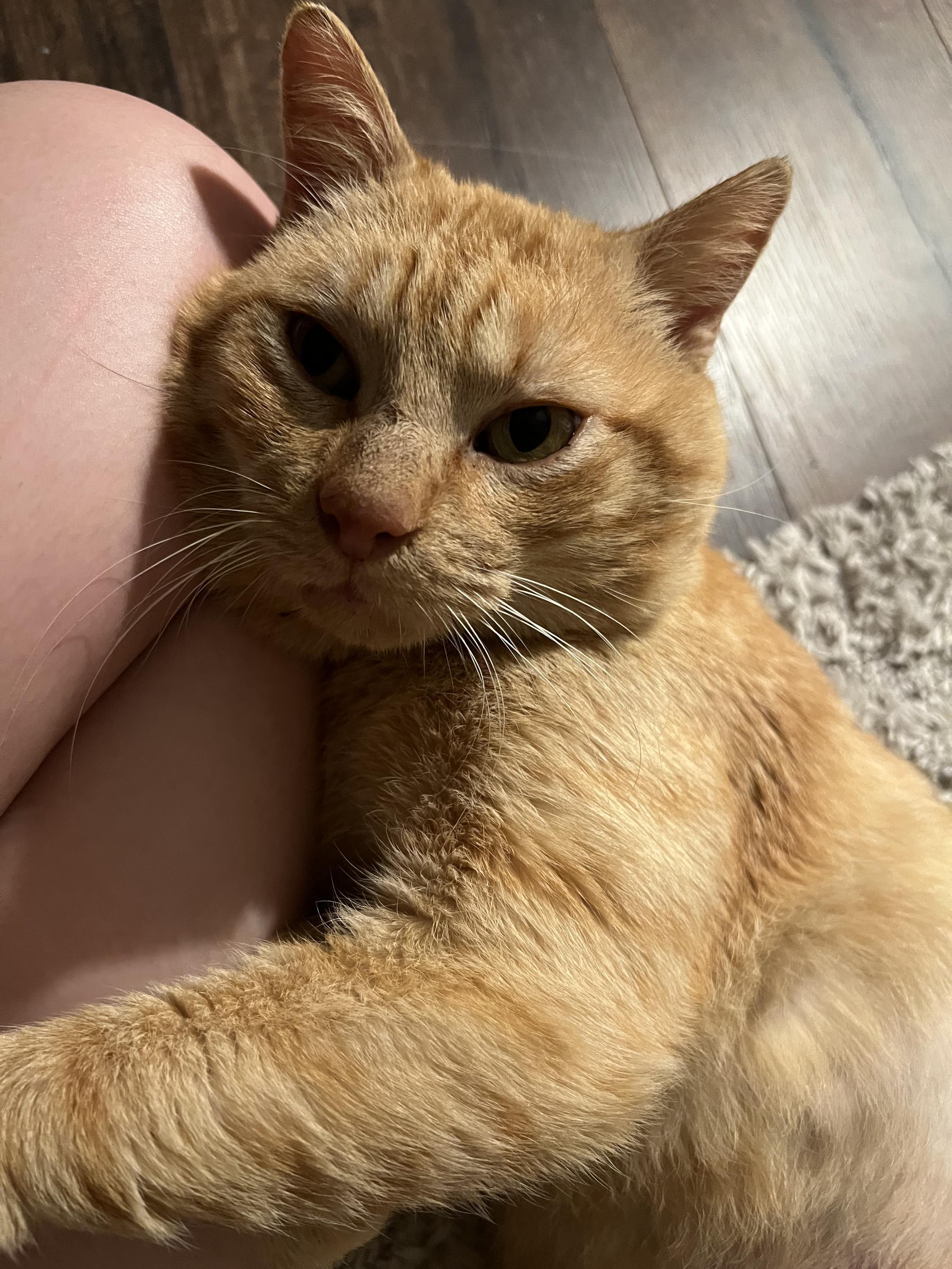 Charles, a ADOPTABLE Domestic Short Hair in Houston, TX image 5/6