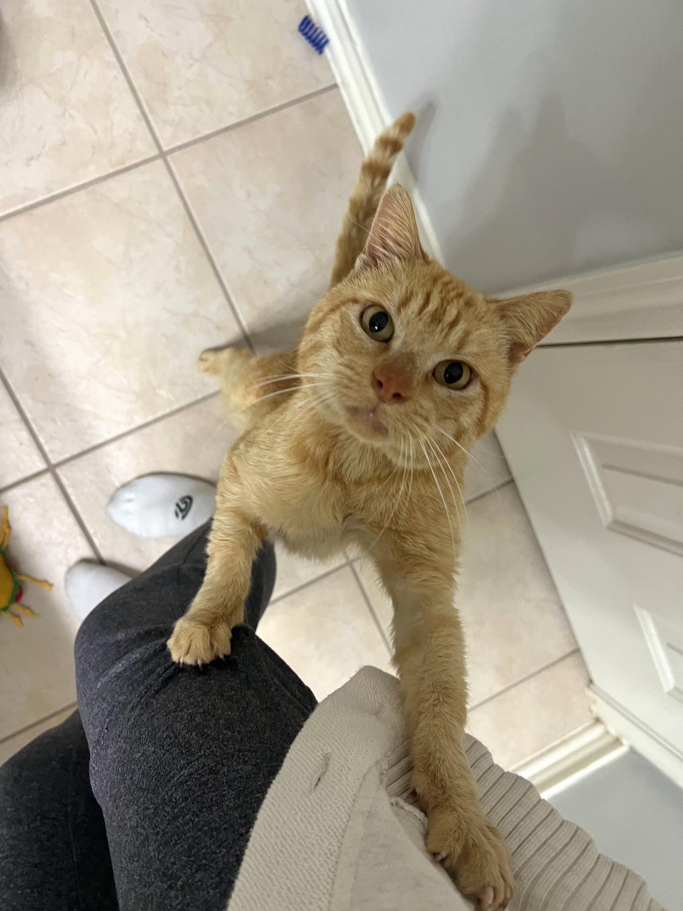 Charles, a ADOPTABLE Domestic Short Hair in Houston, TX image 4/6