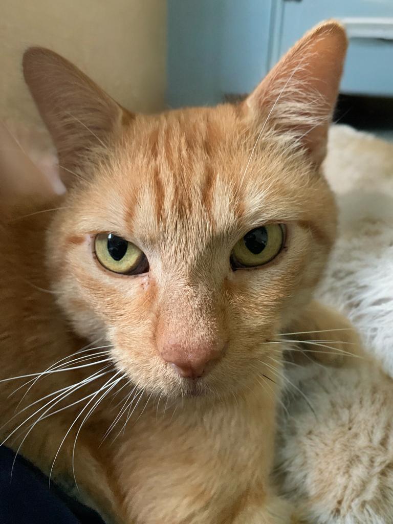 Charles, a ADOPTABLE Domestic Short Hair in Houston, TX image 2/6