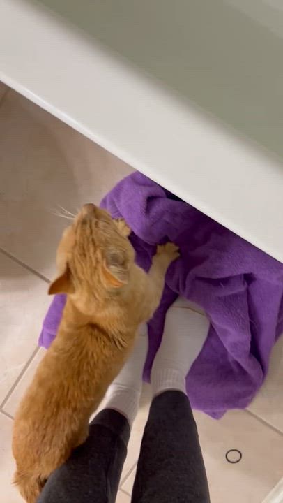Enlarge Charles, a ADOPTABLE Domestic Short Hair in Houston, TX video 6/6
