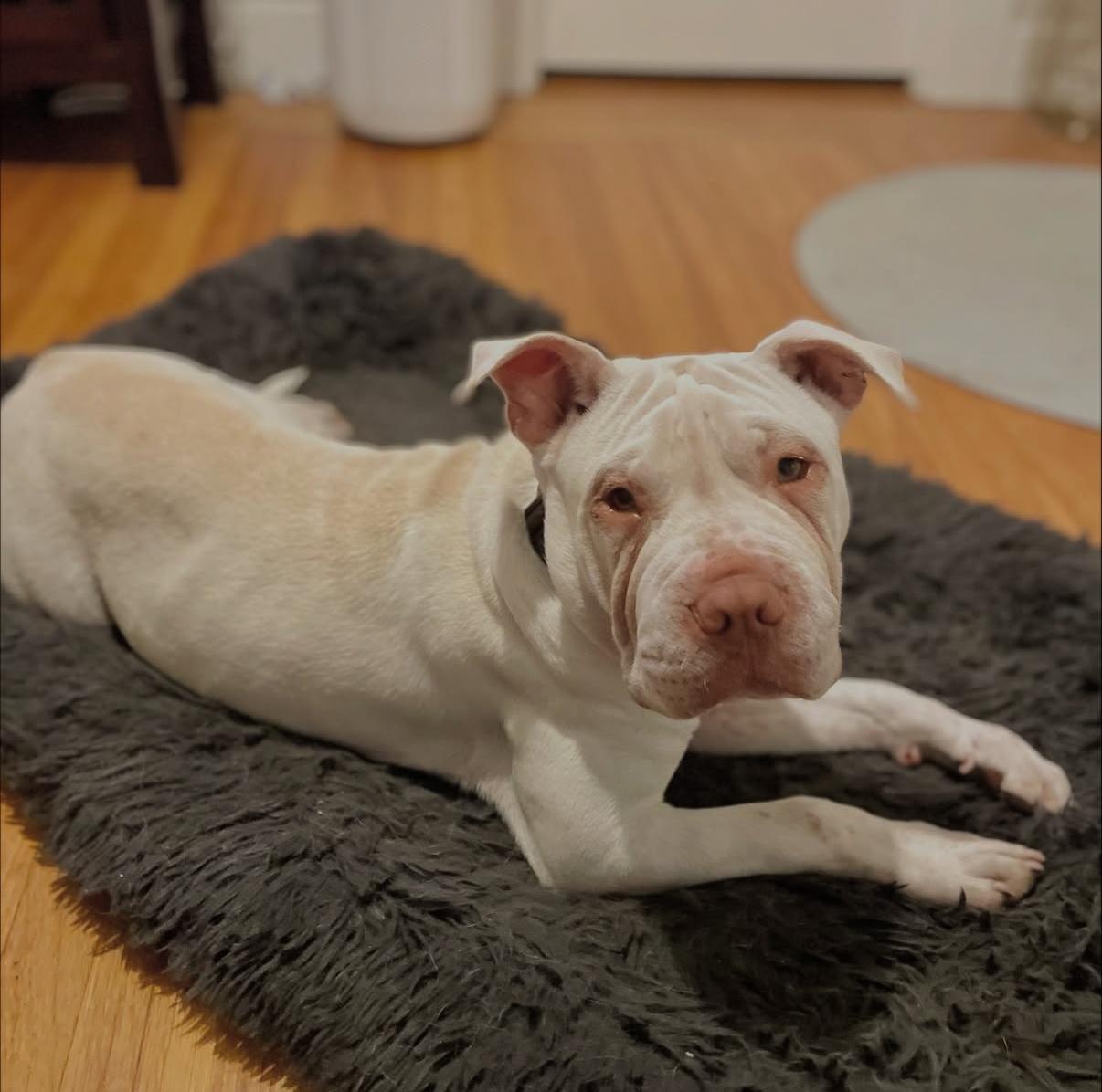 Enlarge Peaches , a ADOPTABLE mixed breed in Sacramento, CA image 6/6