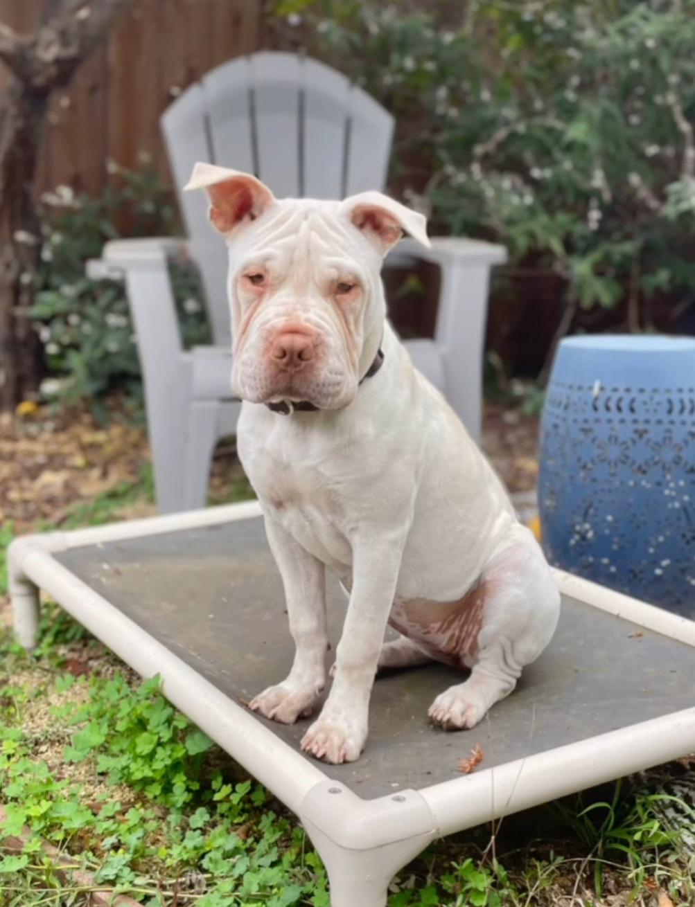 Enlarge Peaches , a ADOPTABLE mixed breed in Sacramento, CA image 5/6