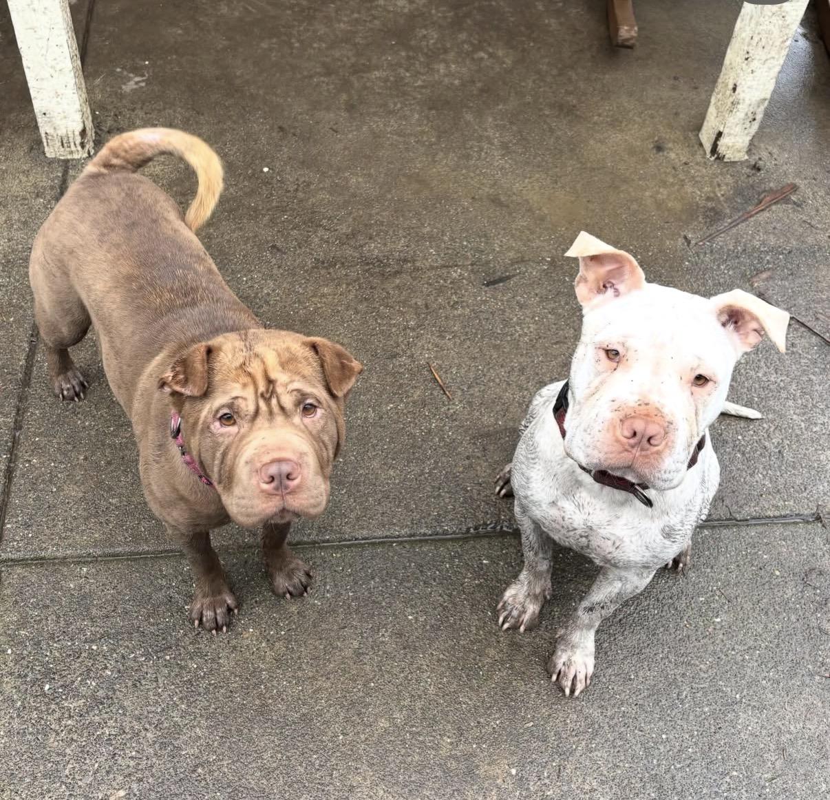 Enlarge Peaches , a ADOPTABLE mixed breed in Sacramento, CA image 2/6