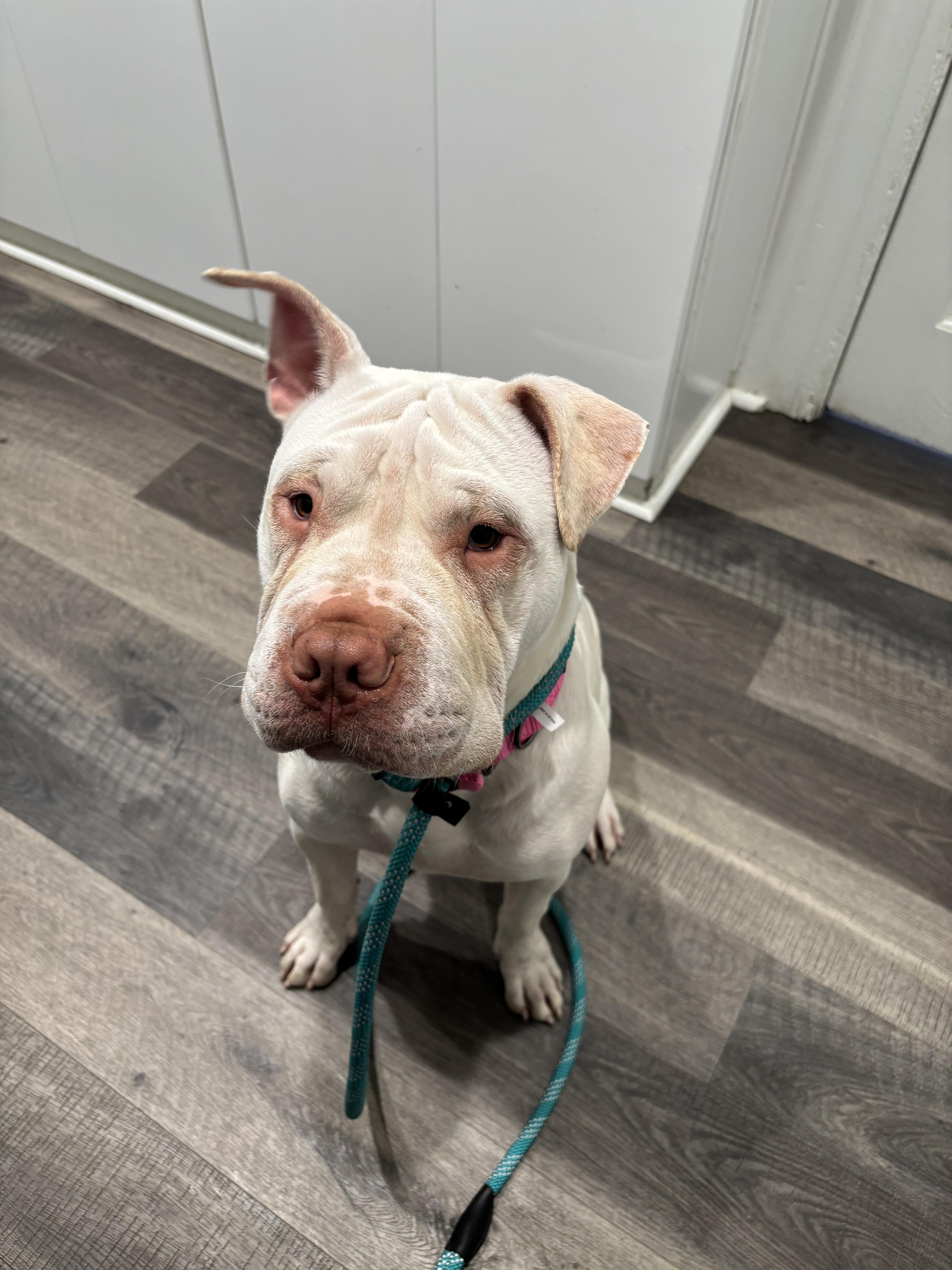 Enlarge Peaches , a ADOPTABLE mixed breed in Sacramento, CA image 4/6