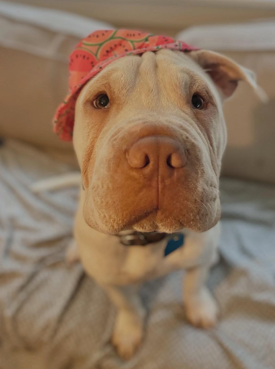 Peaches , ADOPTABLE, Young Female Shar-Pei.