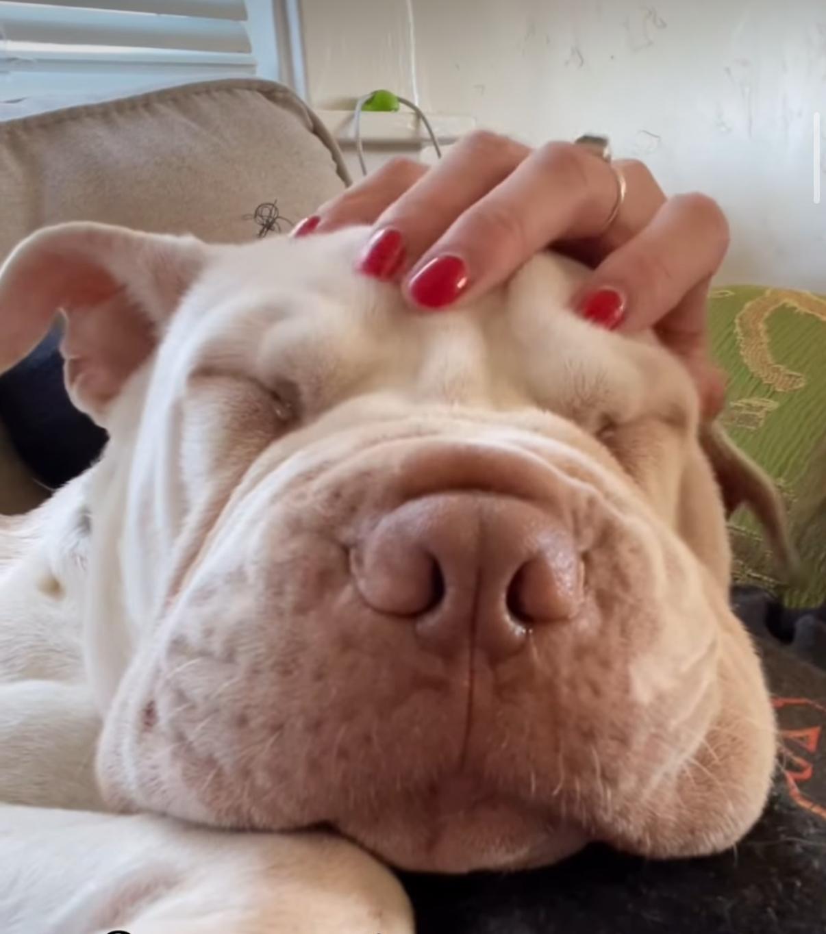 Enlarge Peaches , a ADOPTABLE mixed breed in Sacramento, CA image 3/6