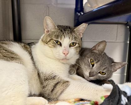 GrayGray (& Tiger Bone), a Adoptable mixed breed in Fairfax, VA image 1/3