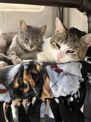 GrayGray (& Tiger Bone), a Adoptable mixed breed in Fairfax, VA image 2/3