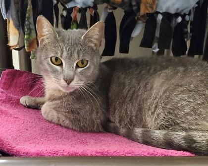 GrayGray (& Tiger Bone), a Adoptable mixed breed in Fairfax, VA image 3/3