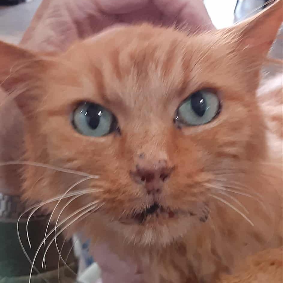 Beulah - 14 yo senior