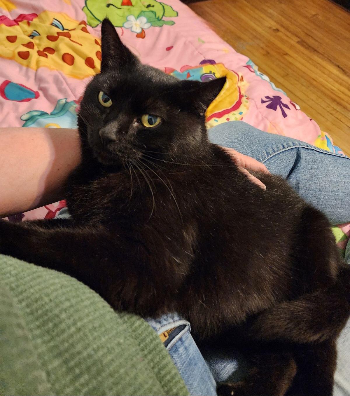 Binx photo 6