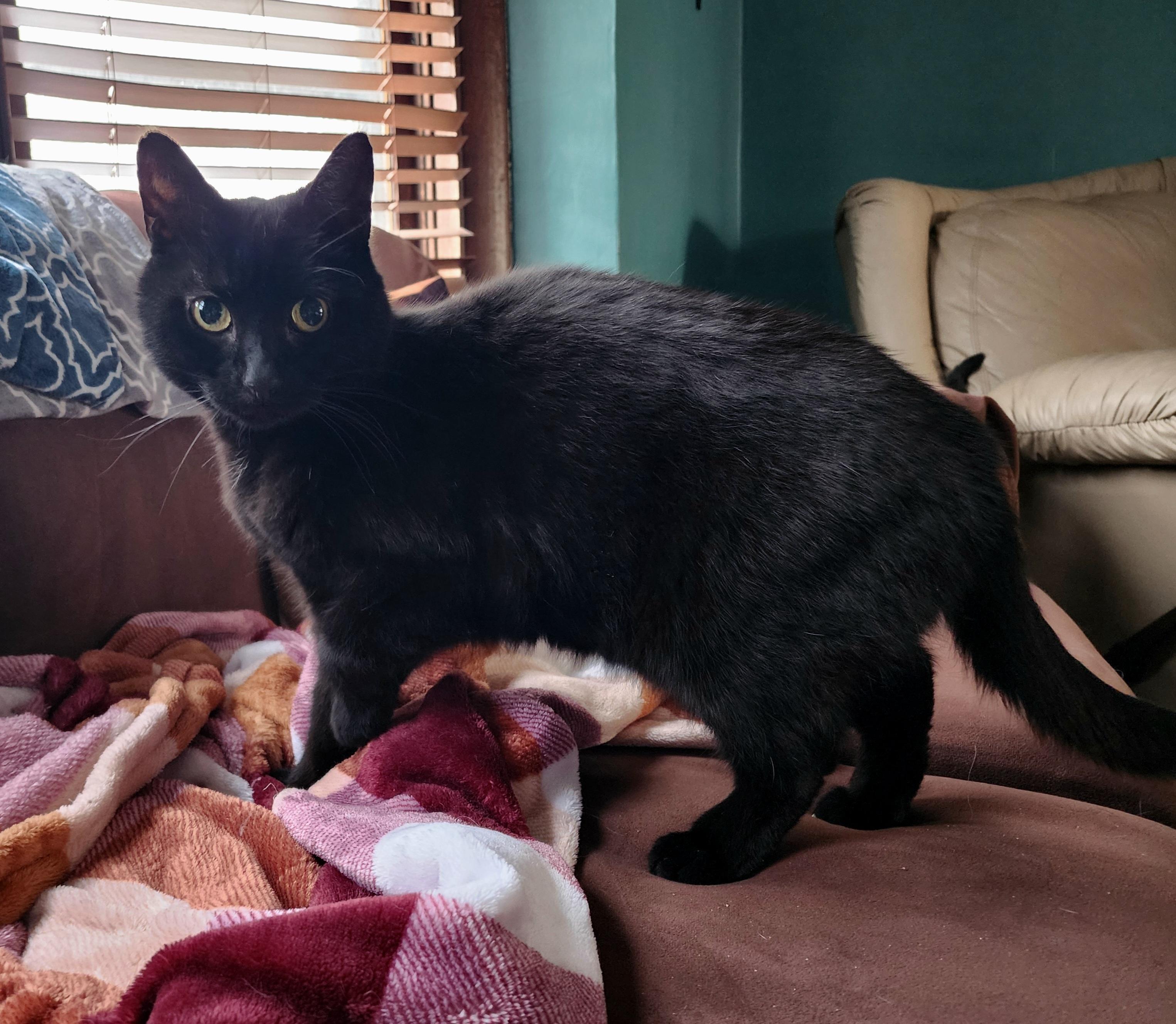 Binx photo 4
