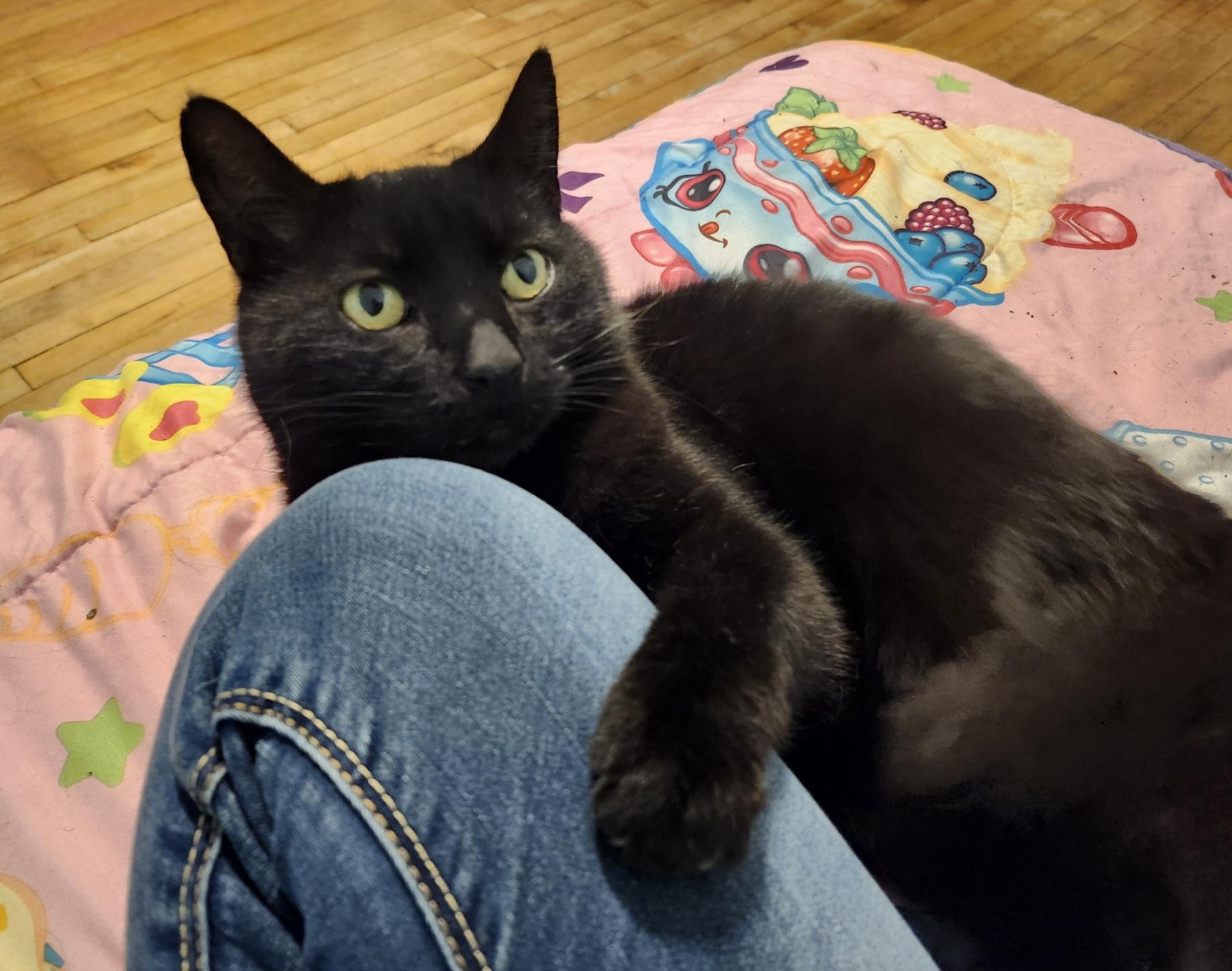 Binx photo 5