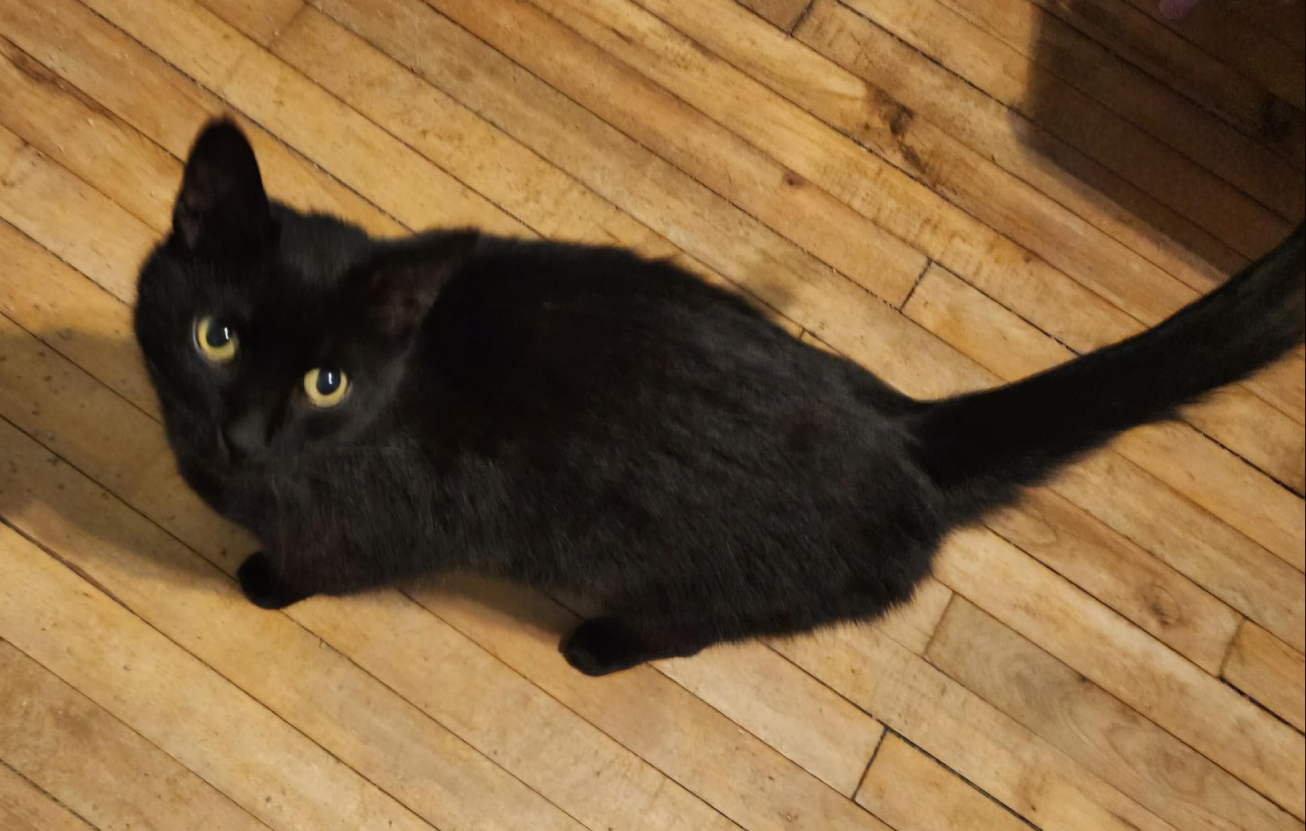 Binx photo 3