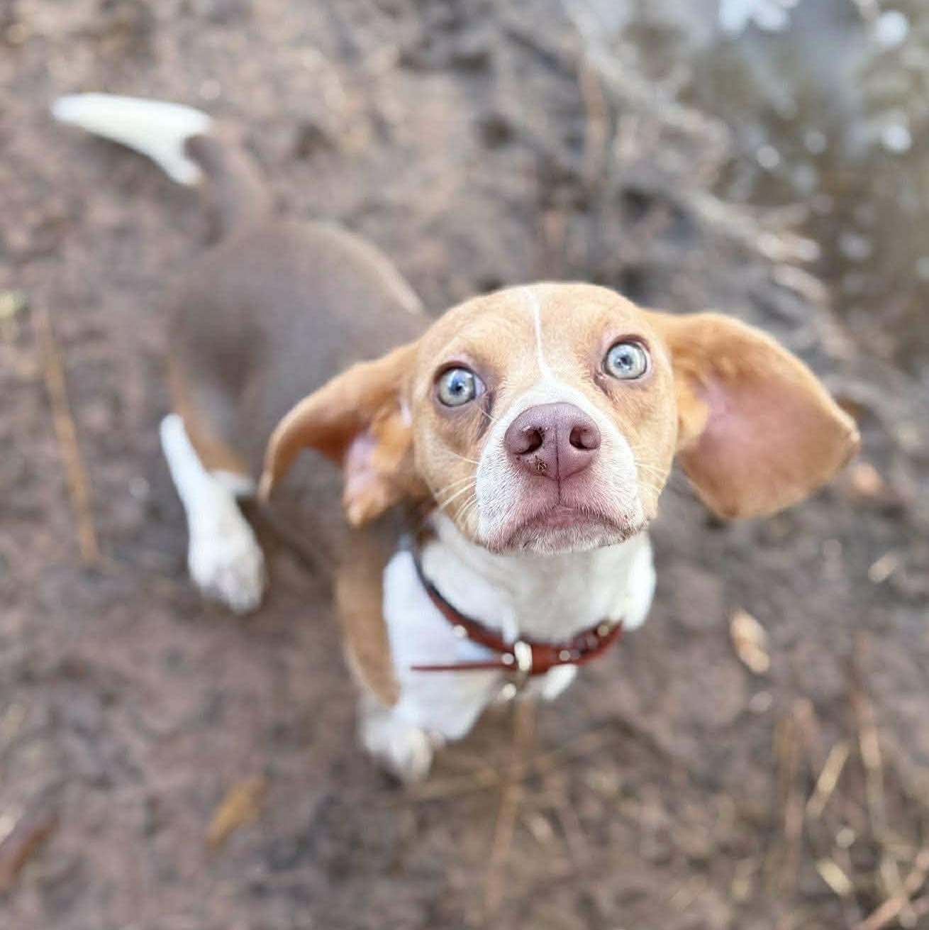 Lily , Adoptable, Young Female Beagle.