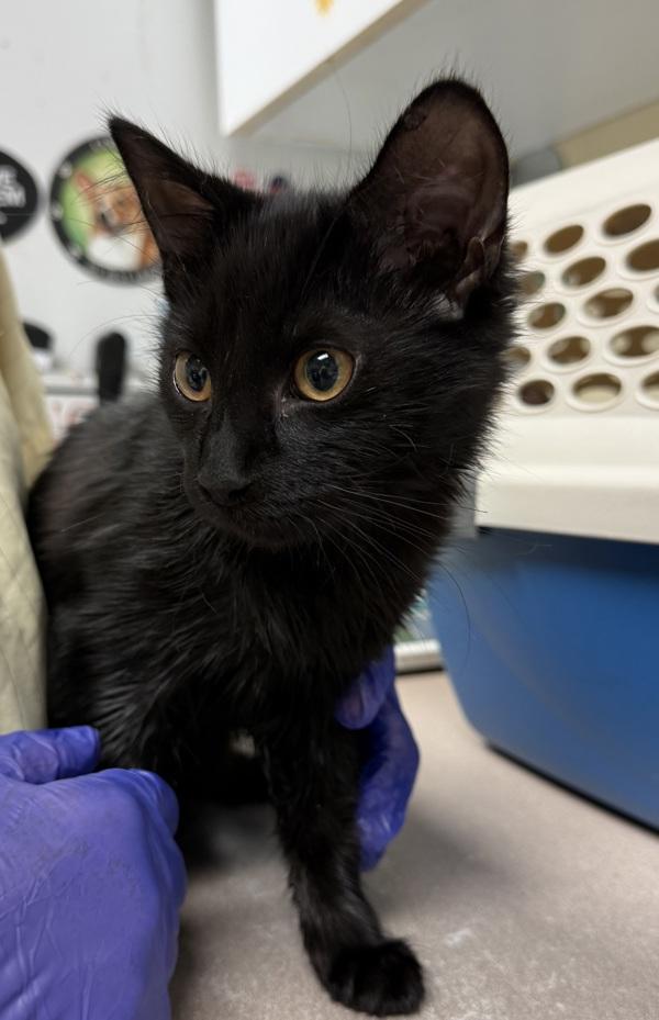 Angel — thumbnail 2