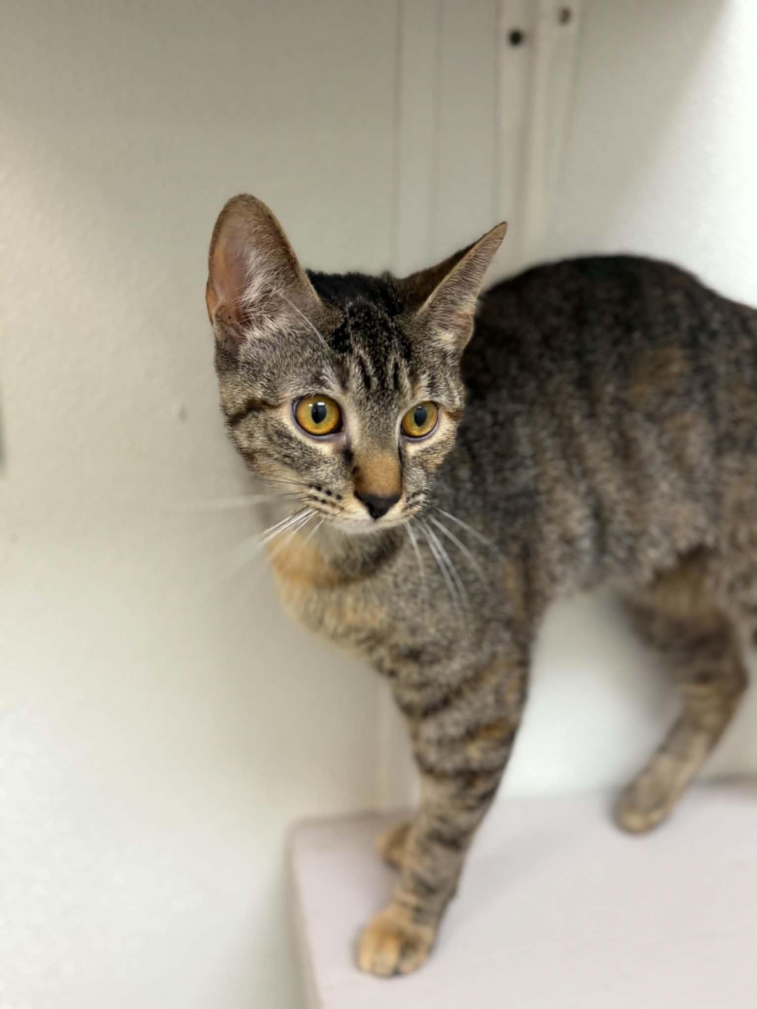 Jiggly Puff, ADOPTABLE, Young Female Domestic Short Hair.