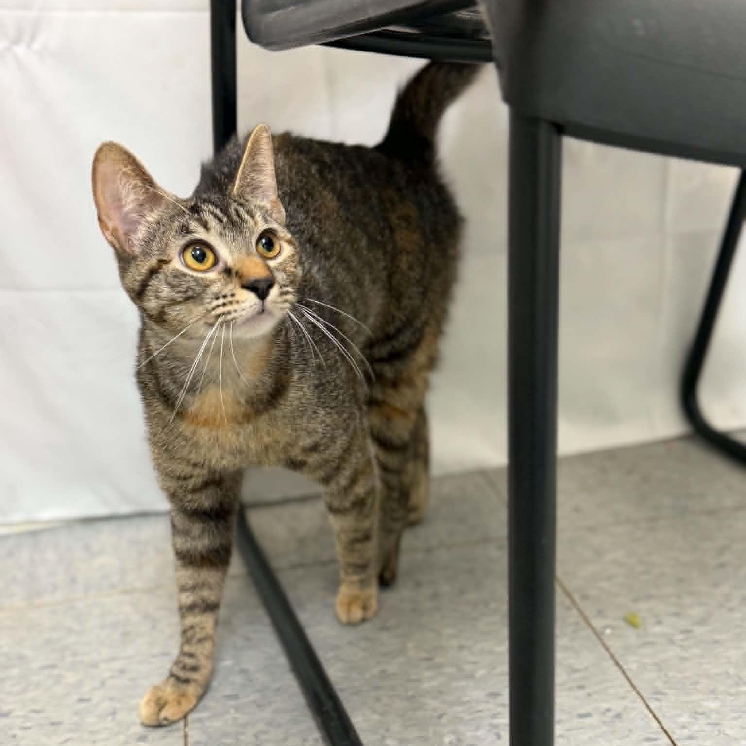 Jiggly Puff, a ADOPTABLE Domestic Short Hair in Martinsville, IN image 2/2