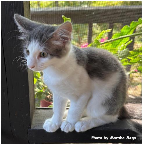 Enlarge Annie Oakley, a Adoptable Domestic Medium Hair in Oak Ridge, TN image 1/3
