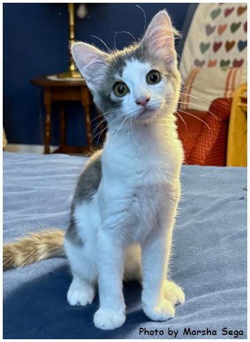 Enlarge Annie Oakley, a Adoptable Domestic Medium Hair in Oak Ridge, TN image 2/3
