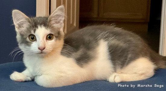 Enlarge Annie Oakley, a Adoptable Domestic Medium Hair in Oak Ridge, TN image 3/3