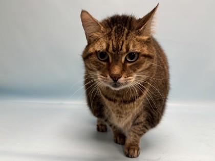 Gomez, Adoptable, Adult Female Domestic Short Hair & Domestic Short Hair.