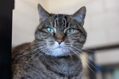 Gomez, a Adoptable mixed breed in Golden Valley, MN image 2/2