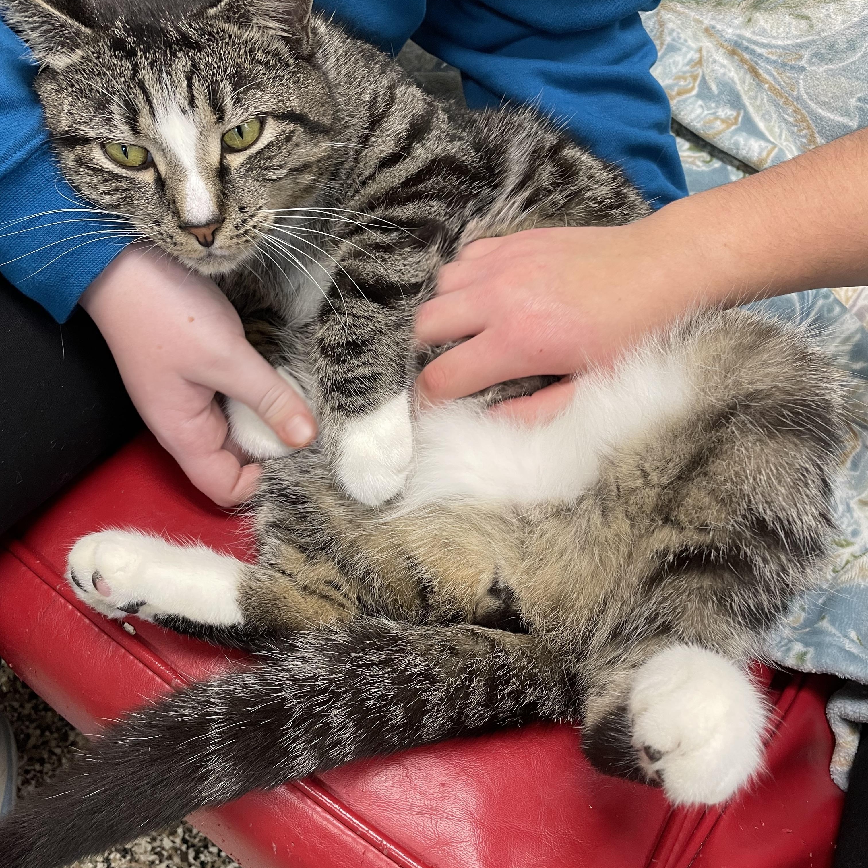 Enlarge Macho , a ADOPTABLE Domestic Short Hair in Fernandina Beach, FL image 4/4