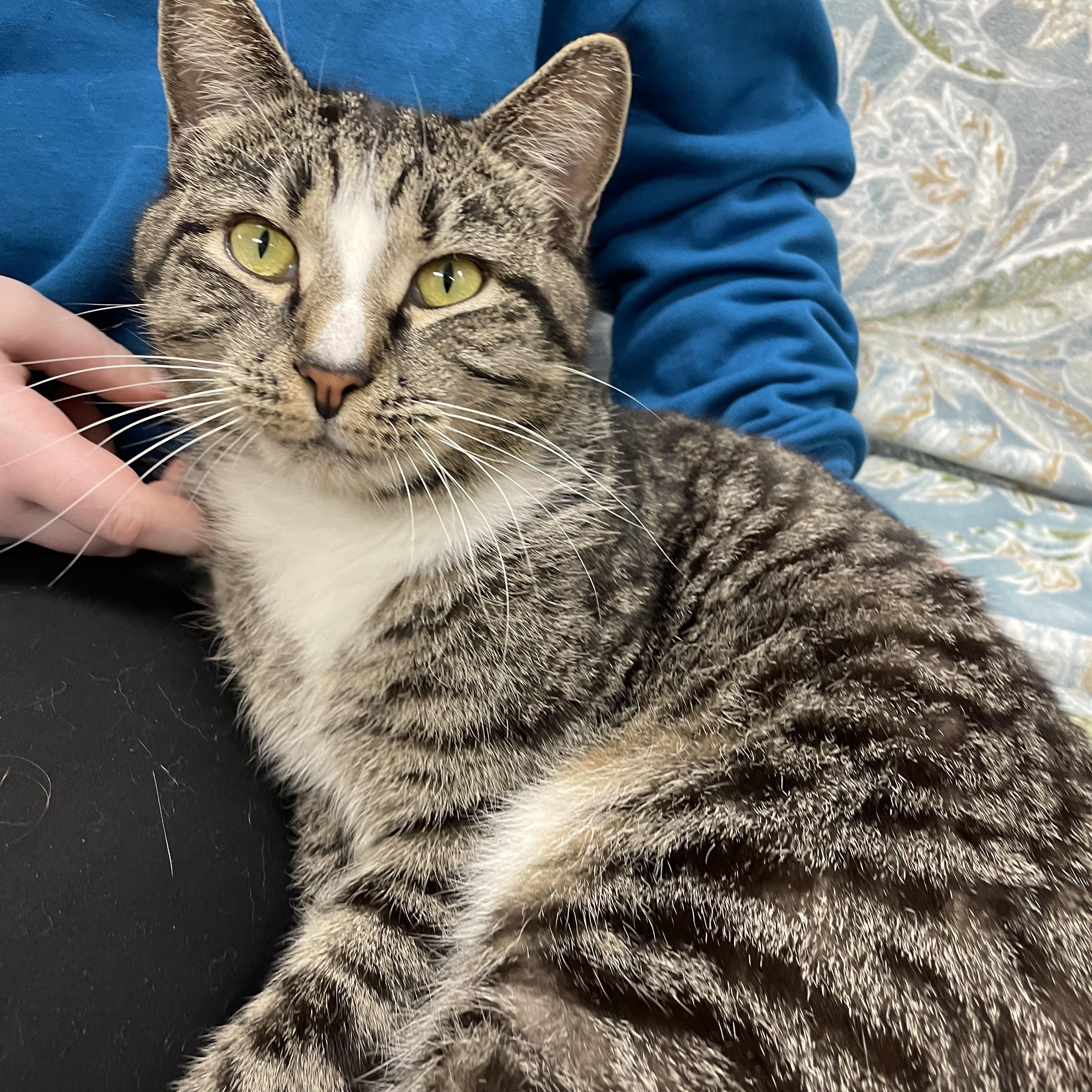 Enlarge Macho , a ADOPTABLE Domestic Short Hair in Fernandina Beach, FL image 1/4