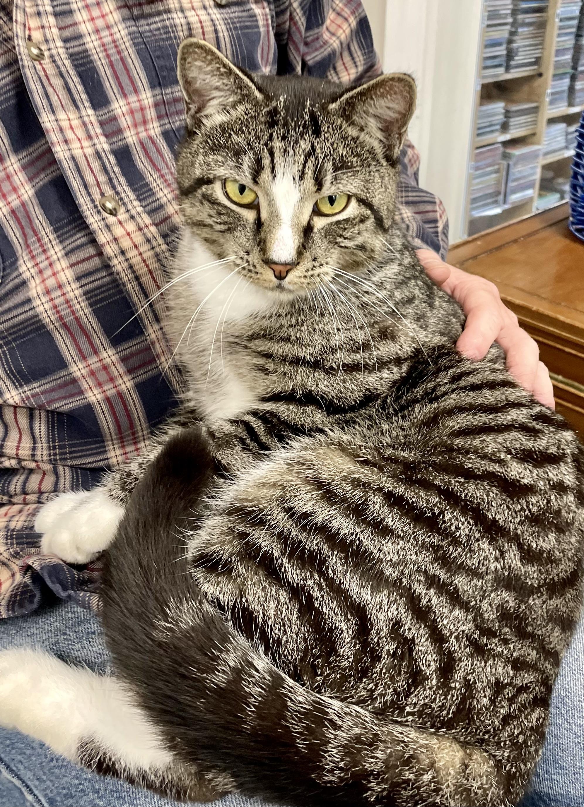 Enlarge Macho , a ADOPTABLE Domestic Short Hair in Fernandina Beach, FL image 3/4