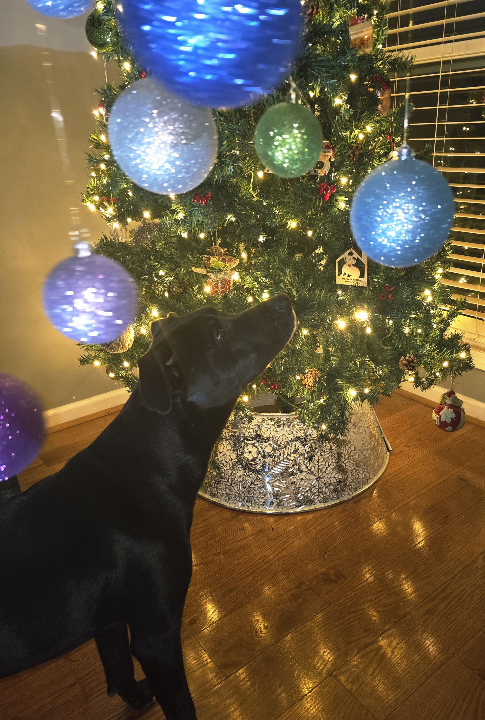 Jax, Adoptable, Puppy Male Labrador Retriever & Husky.