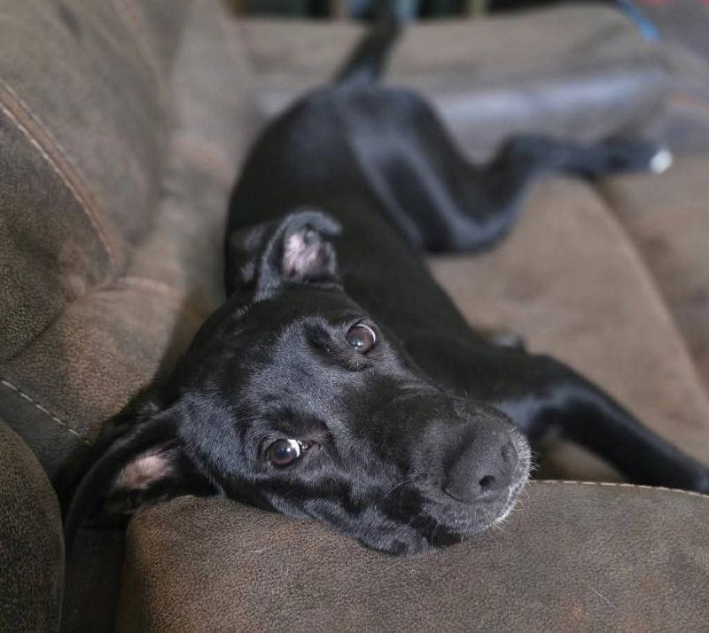 Jax, a Adoptable mixed breed in Locust Grove, GA image 3/3