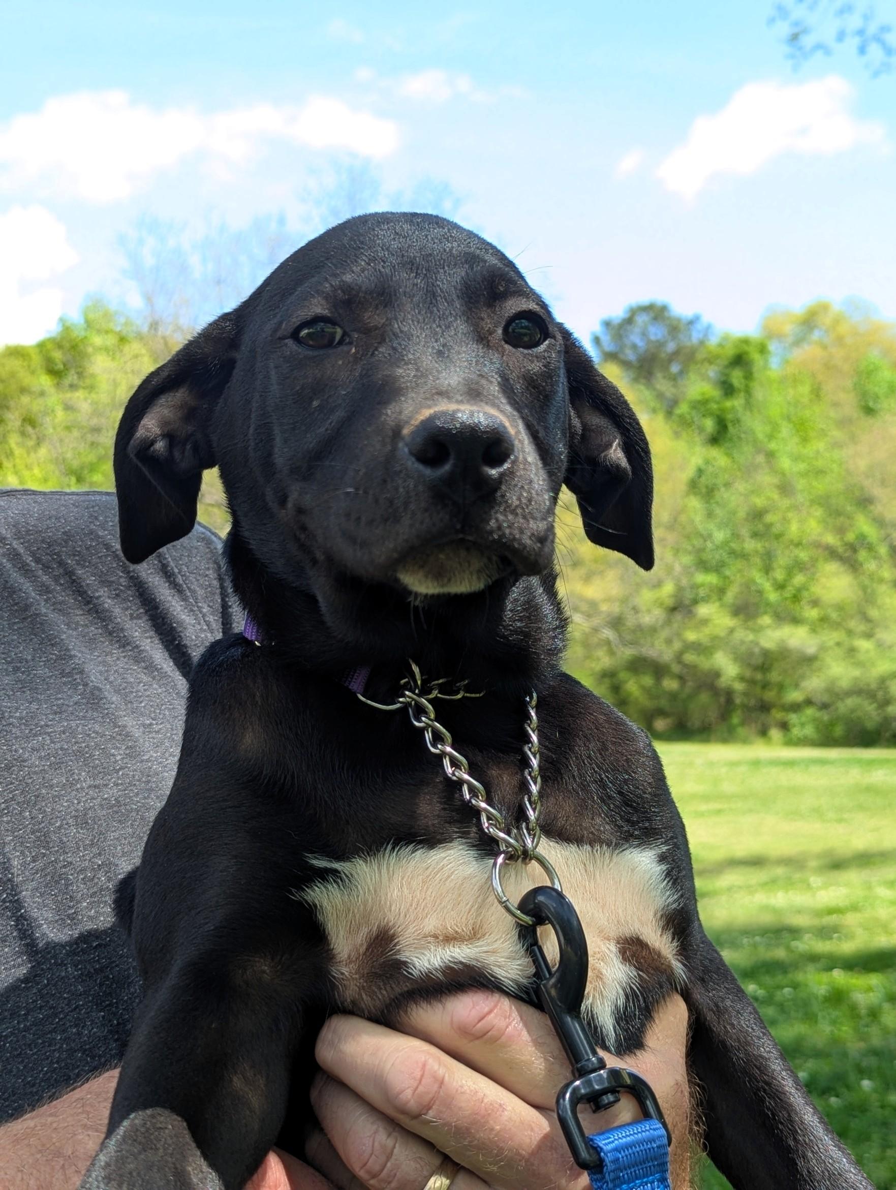 Enlarge Buttons, a ADOPTABLE mixed breed in Milner, GA image 2/2