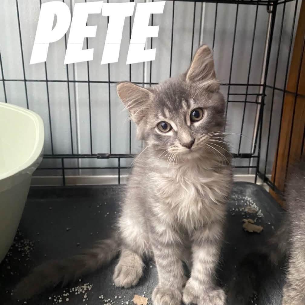 Enlarge Pete, a Adoptable mixed breed in Springfield, IL image 1/1