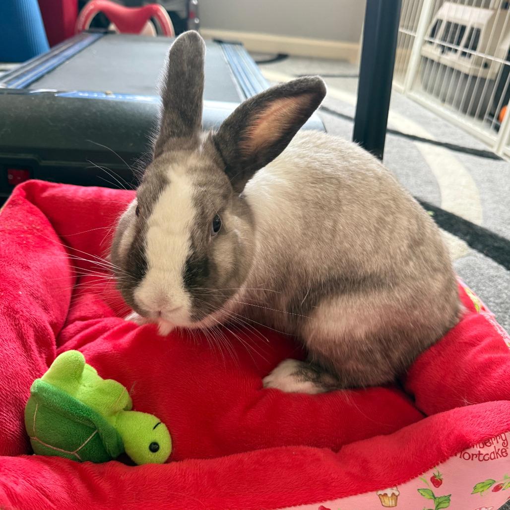 Enlarge Ruby, a Adoptable Dutch in The Woodlands, TX image 2/6