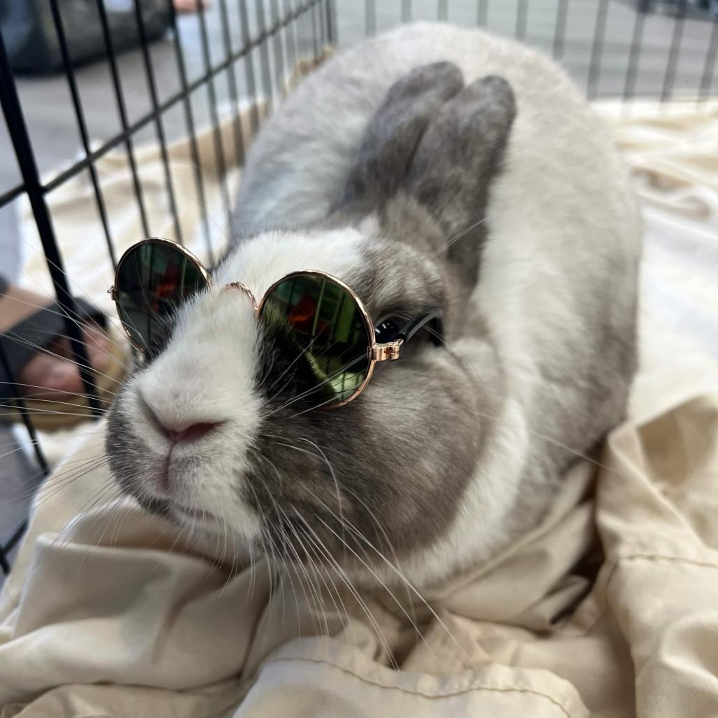 Enlarge Ruby, a Adoptable Dutch in The Woodlands, TX image 3/6