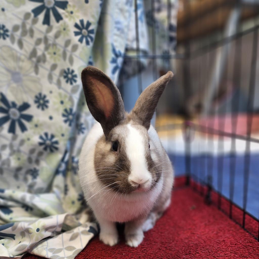 Enlarge Ruby, a Adoptable Dutch in The Woodlands, TX image 5/6