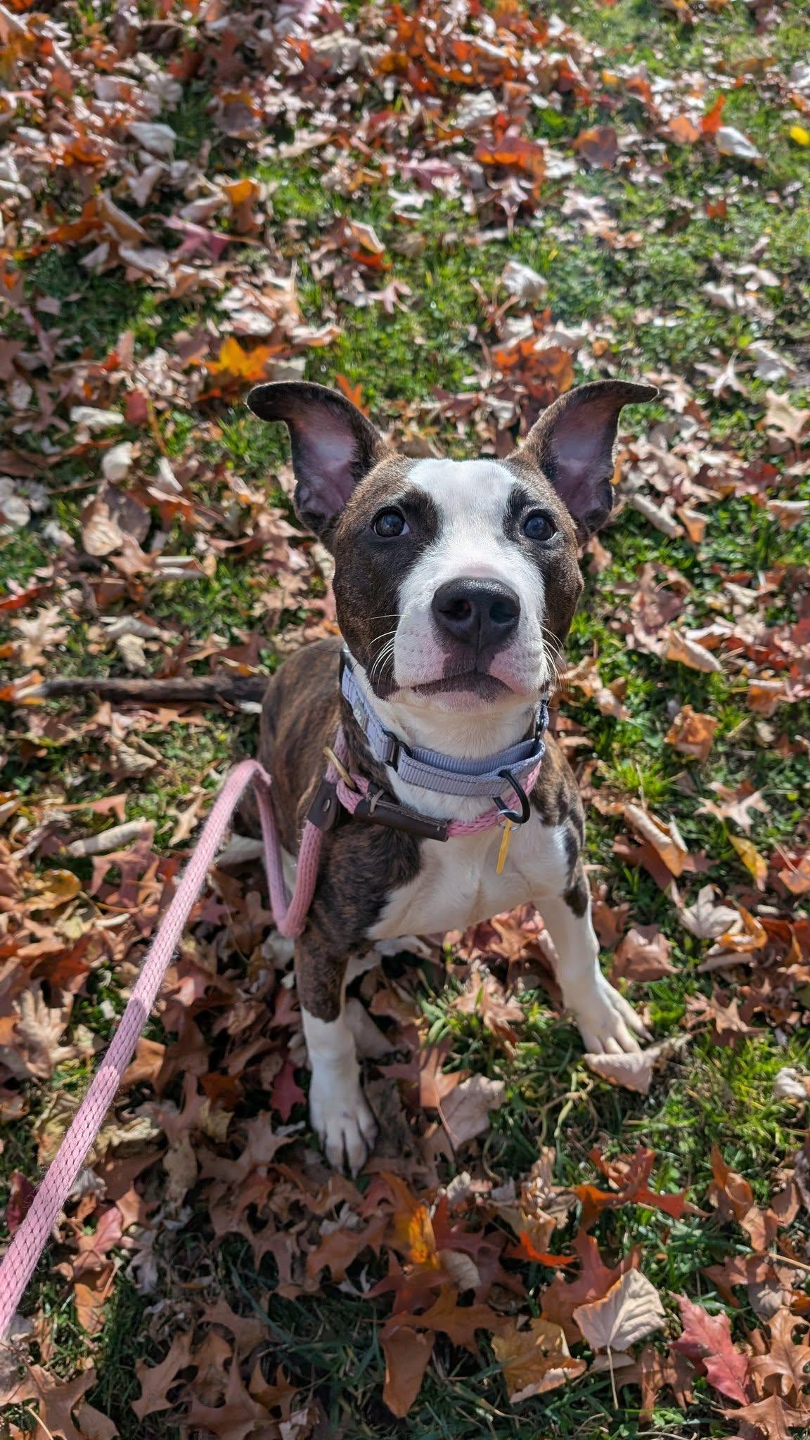 Enlarge Venus, a Adoptable mixed breed in Cleveland, OH image 2/6