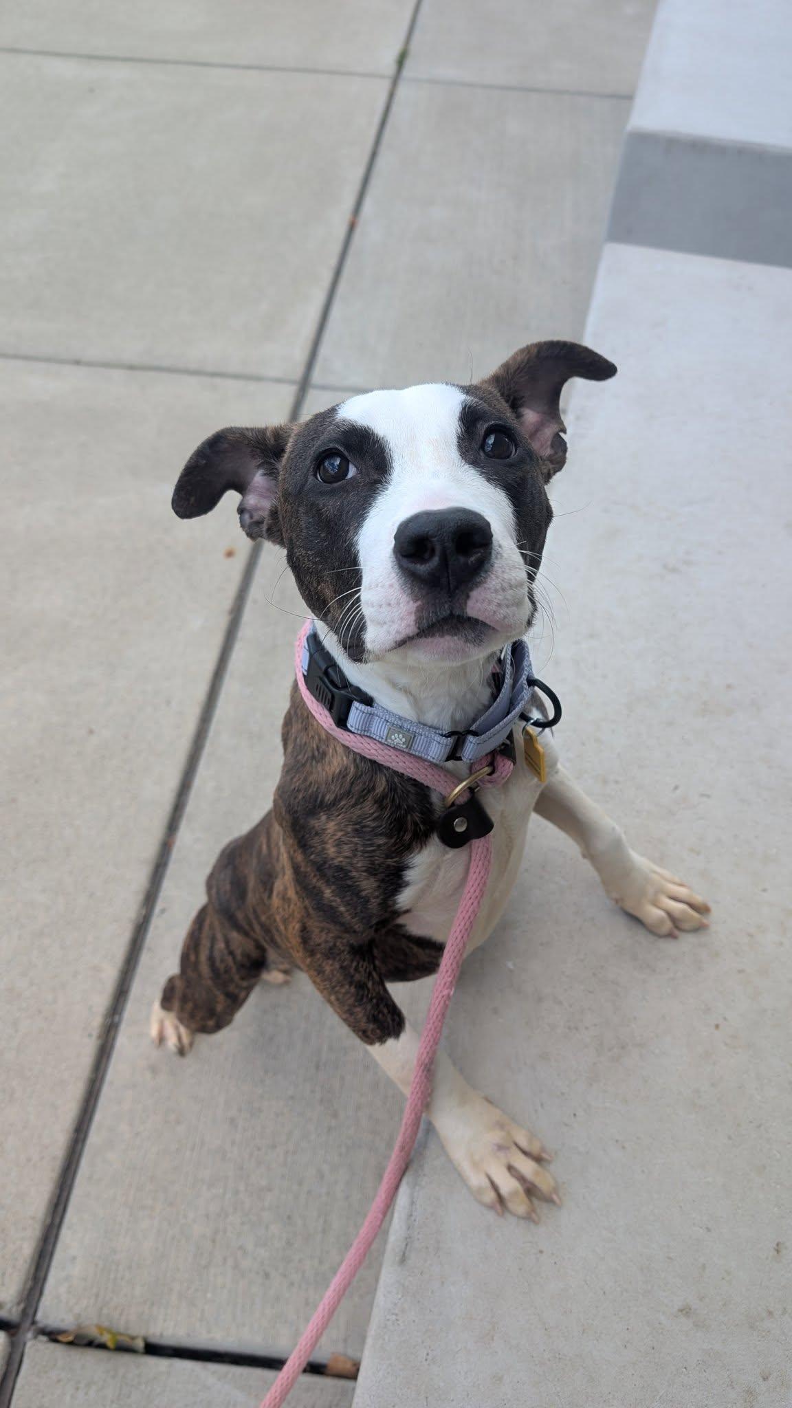 Enlarge Venus, a Adoptable mixed breed in Cleveland, OH image 3/6