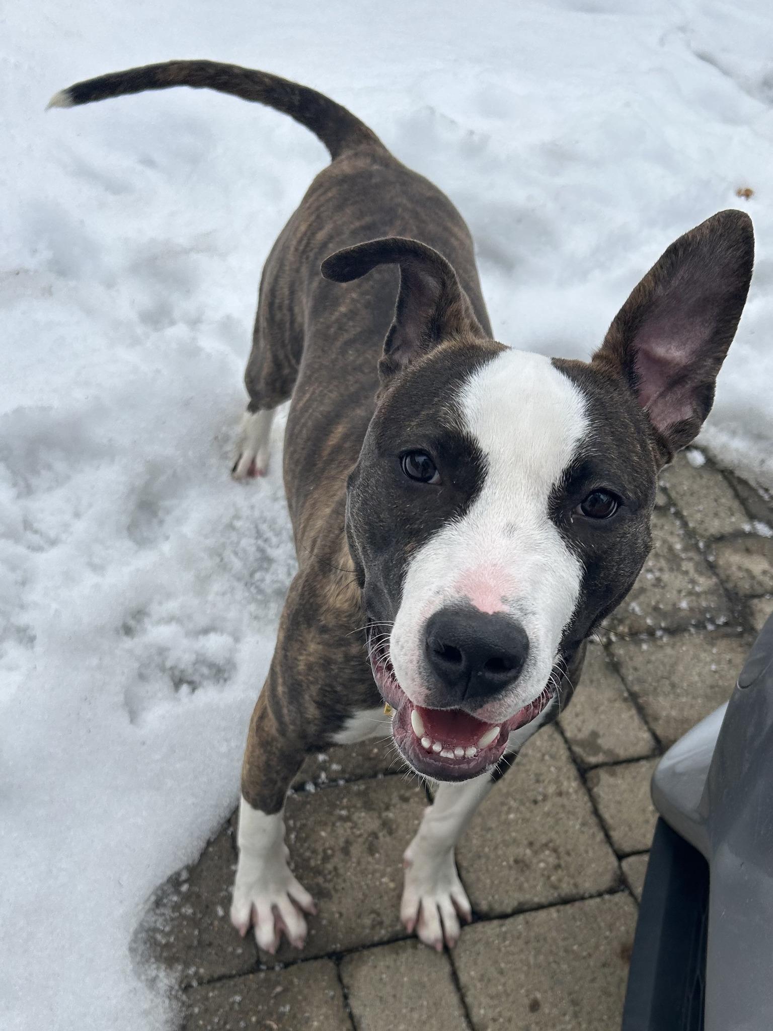 Enlarge Venus, a Adoptable mixed breed in Cleveland, OH image 6/6