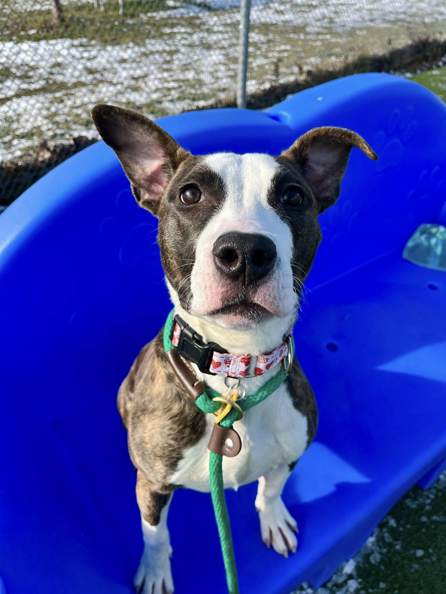 Enlarge Venus, a Adoptable mixed breed in Cleveland, OH image 5/6