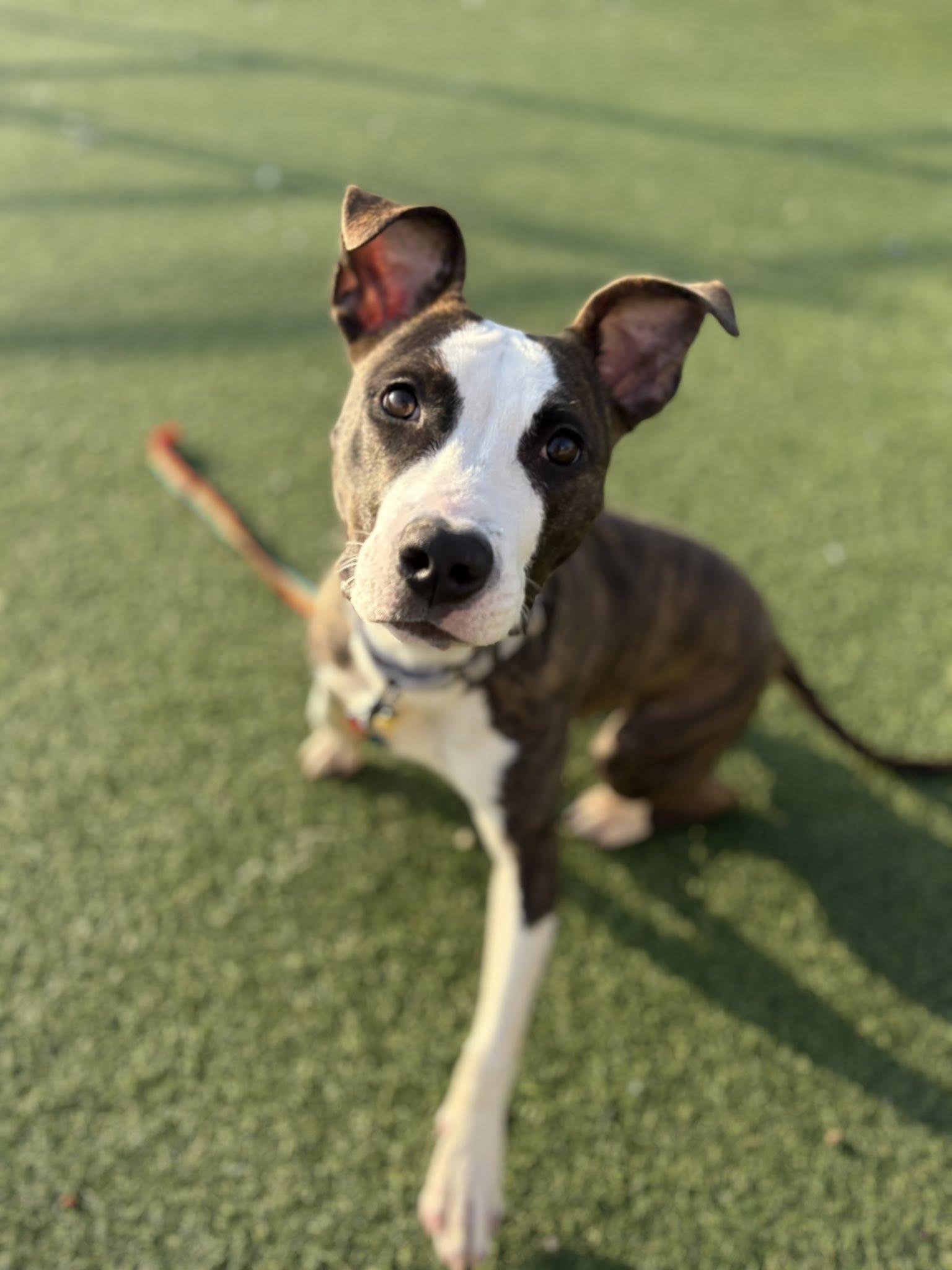 Enlarge Venus, a Adoptable mixed breed in Cleveland, OH image 6/6