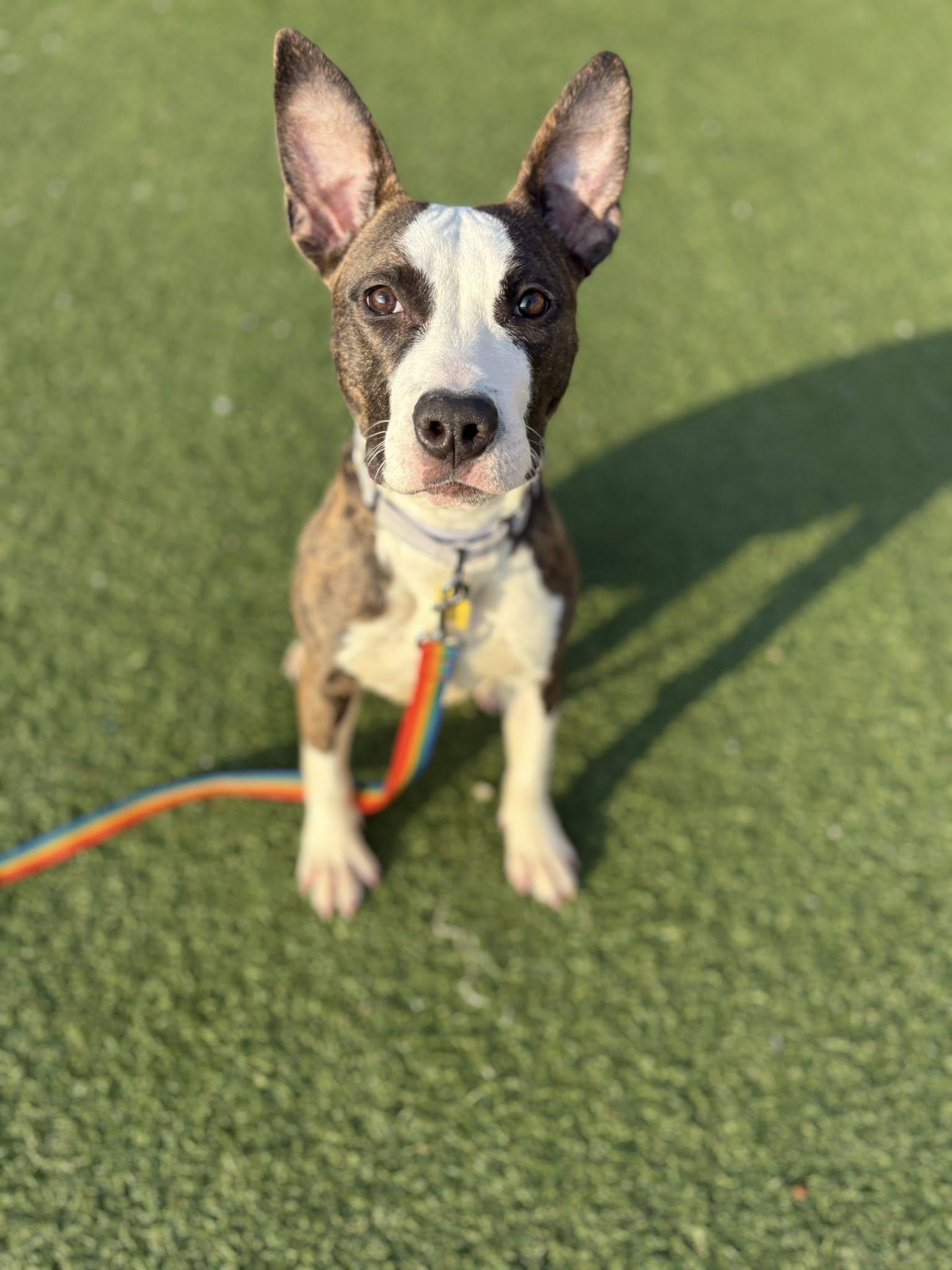 Venus, Adoptable, Puppy Female Pit Bull Terrier.