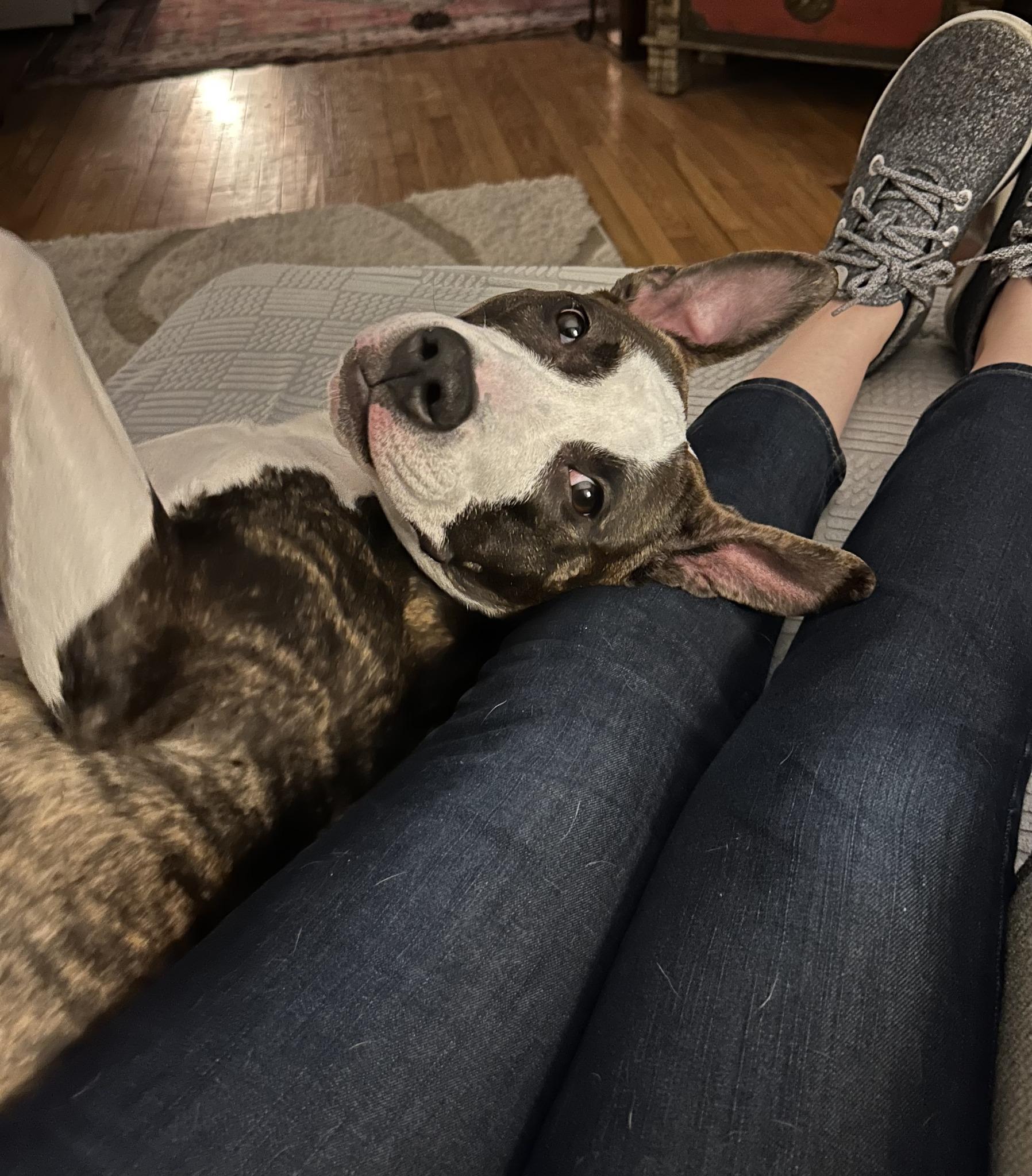 Enlarge Venus, an adopted mixed breed in Cleveland, OH image 5/6