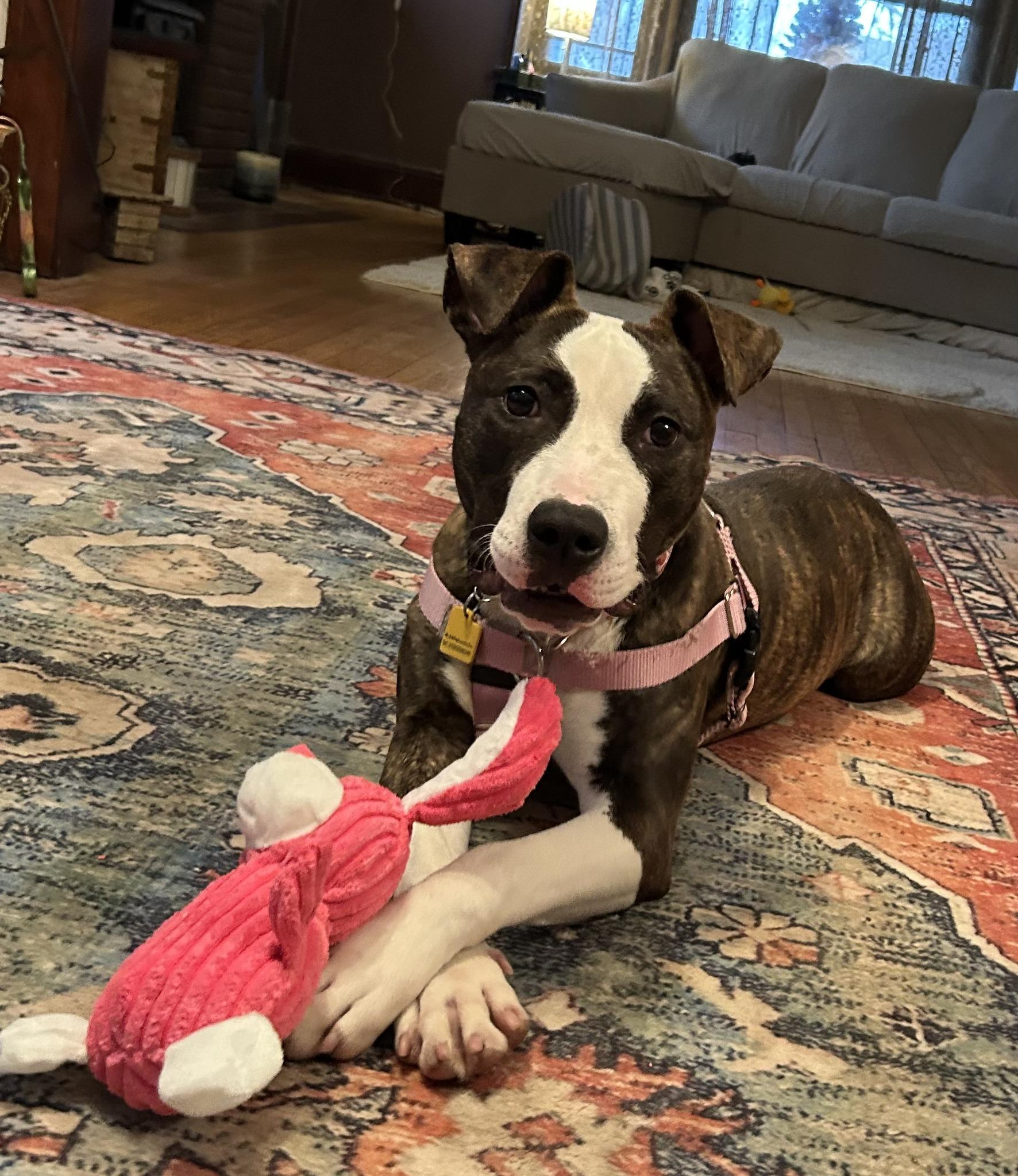 Enlarge Venus, an adopted mixed breed in Cleveland, OH image 6/6