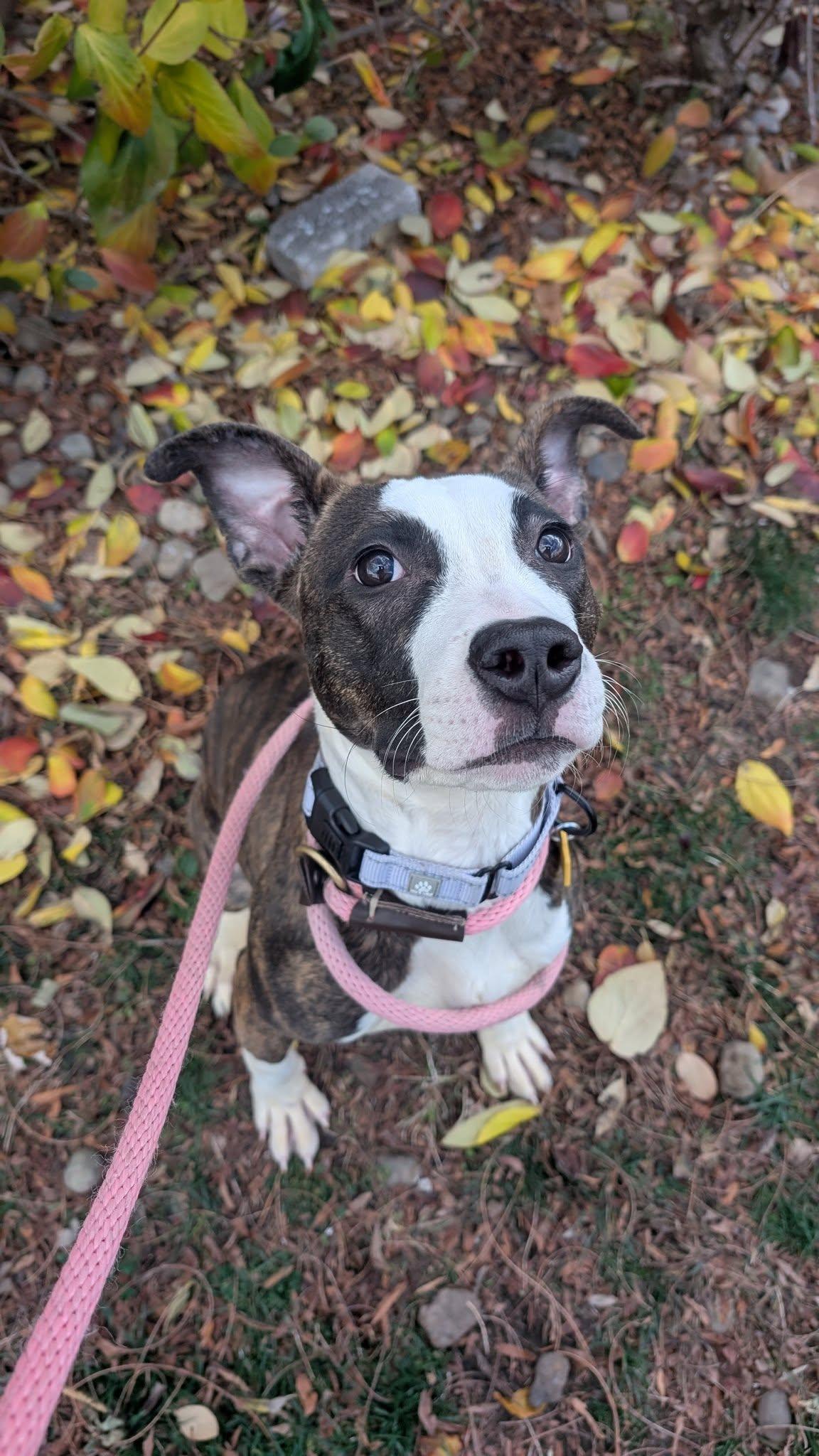 Enlarge Venus, a Adoptable mixed breed in Cleveland, OH image 4/6