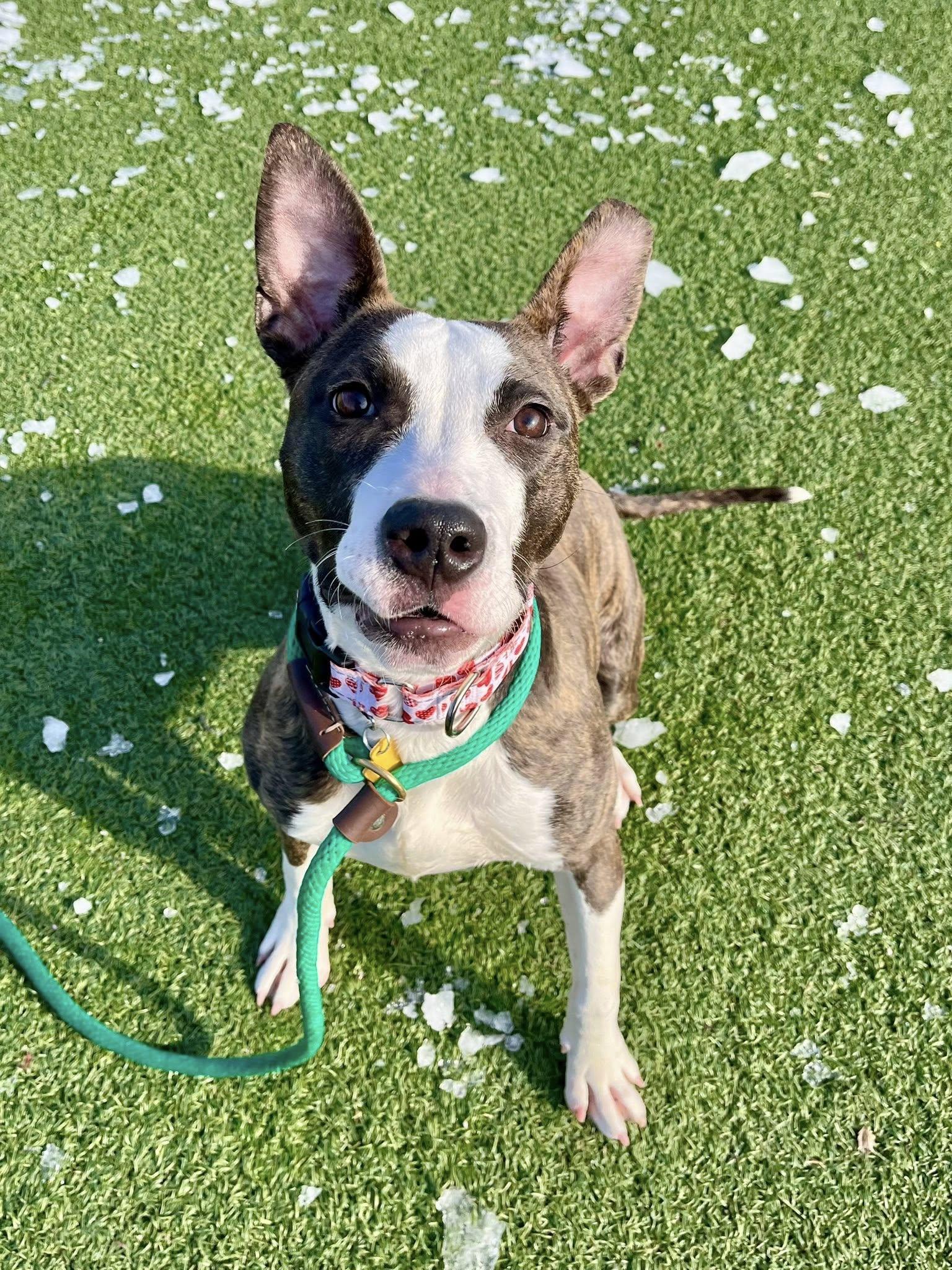 Enlarge Venus, a Adoptable mixed breed in Cleveland, OH image 4/6